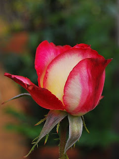 Rose rosse a San Valentino