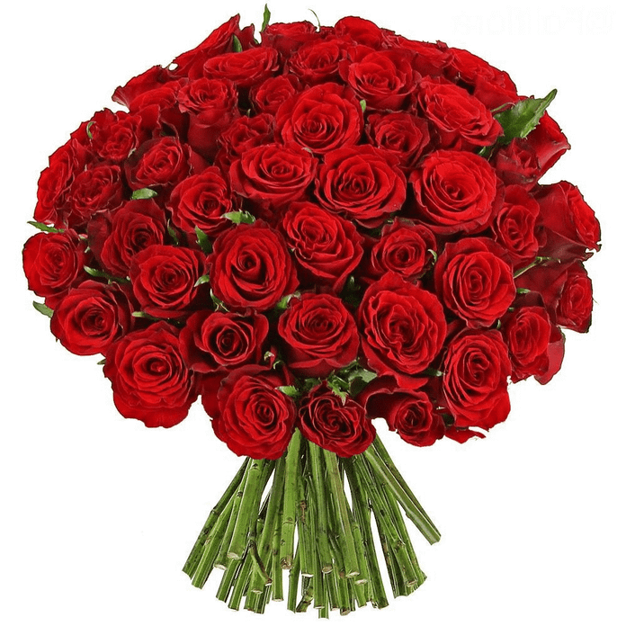 Rose rosse a San Valentino