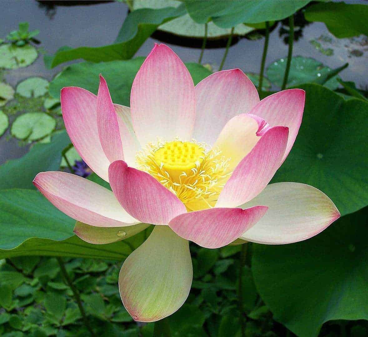 Fiore di Loto rosa che fiorisce in stagni con foglie verdi e acqua tranquilla, simbolo di purezza e spiritualità, perfetto per il blog Appunti Sul Blog dedicato a piante e natura.