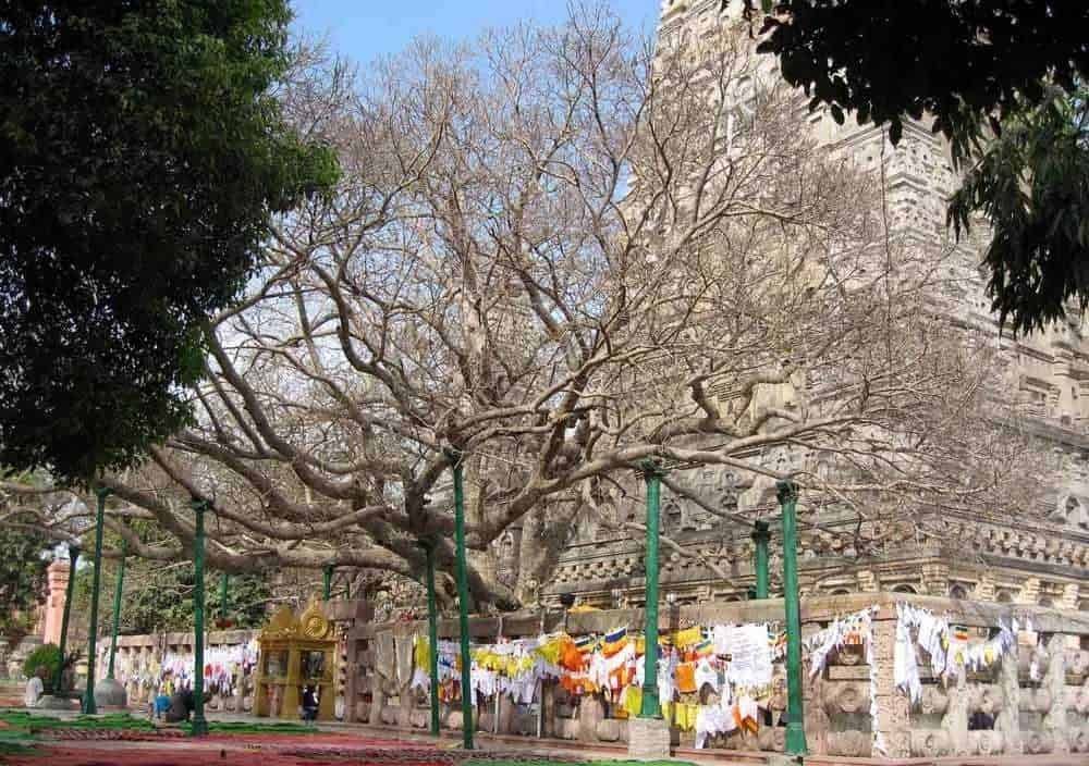Il grande albero senza foglie nel cortile di un antico monastero buddhista, decorato con bandiere di preghiera colorate, sotto un cielo sereno, rappresenta la spiritualità e la tradizione buddista in un contesto storico e culturale.