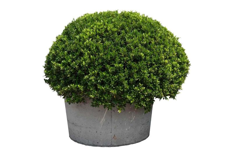 8 Piante natalizie da interno a foglie verdi 4 Un cespuglio verde di arbusto in vaso di cemento, isolato su sfondo bianco, decorazione da giardino, piante ornamentali, elemento di design paesaggistico, ideas di arredamento outdoor, piante da interno ed esterno, cura delle piante.