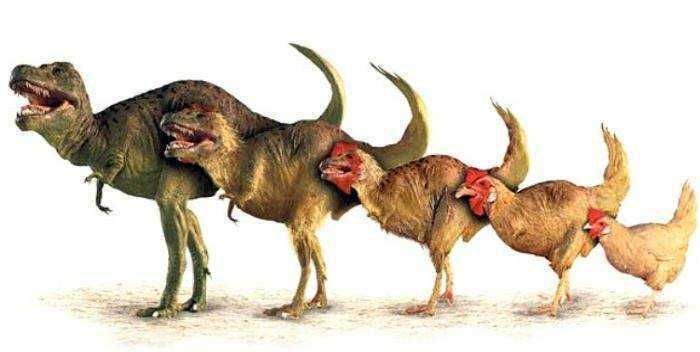 È nato prima l'uovo o la gallina: sveliamo il mistero 3 dinosauri e polli, confronto evolutivo