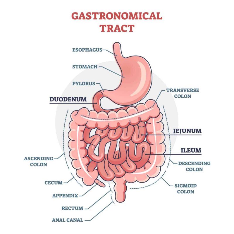 Perdita di peso con la chirurgia bariatrica: quale scegliere? 2 Perdita di peso con la chirurgia bariatrica: quale scegliere? Tratto dell'intestino