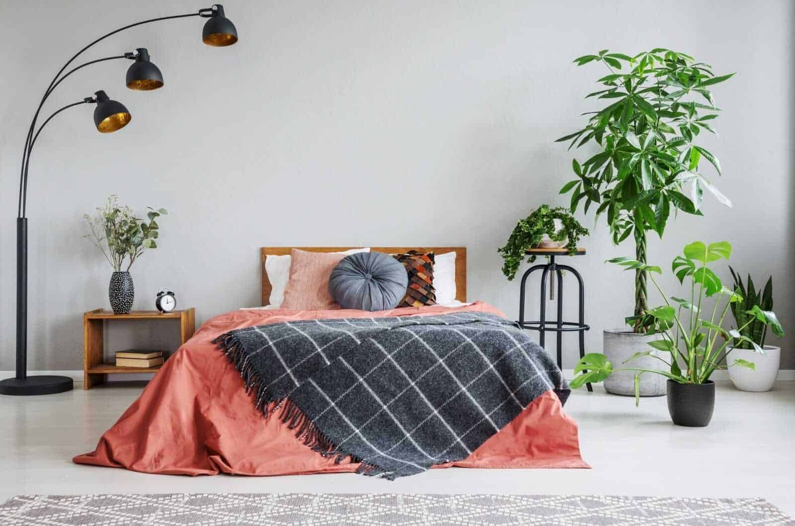 14 Piante da interno che rilasciano ossigeno