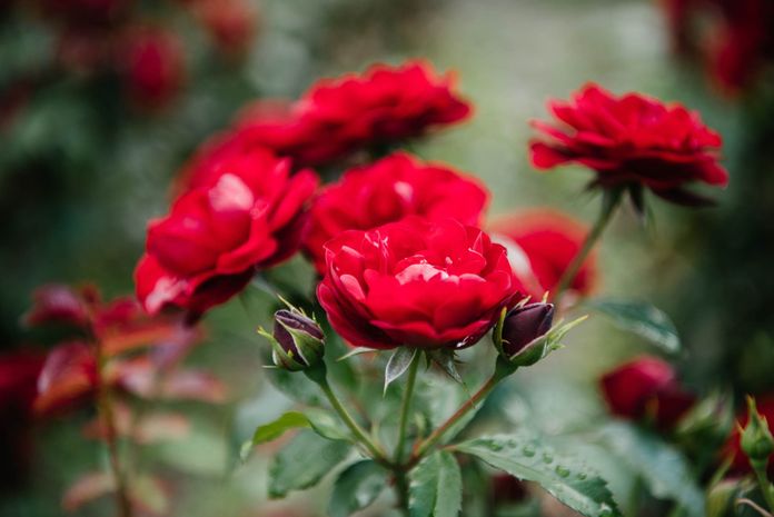 Storia delle rose rosse a San Valentino
