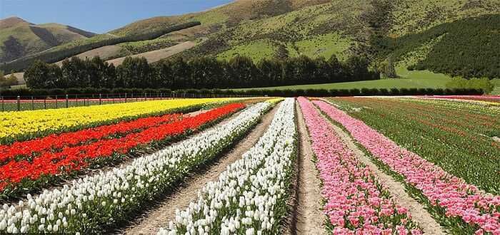 campi di tulipani