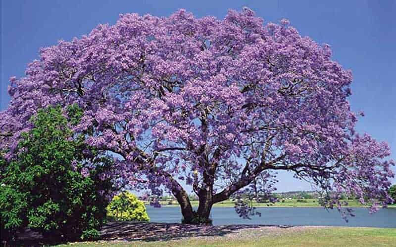 Australia - fiori di Jacaranda