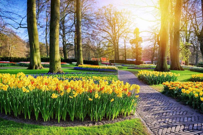 Fiori da seminare a marzo e fioriture di primavera: guida e festival 12 Inghilterra - narciso giallo