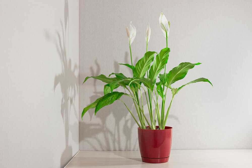 Fioriera con pianta di Peace Lily in vaso rosso, decorativa e purificante per la casa o l'ufficio. Pianta da interno ideale per ambienti moderni e minimalisti.