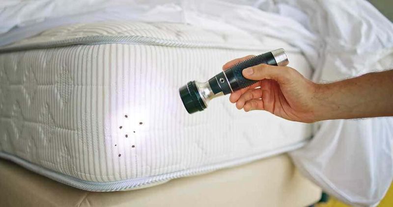 Come evitare le cimici da letto in viaggio 5 Come evitare le cimici da letto in viaggio