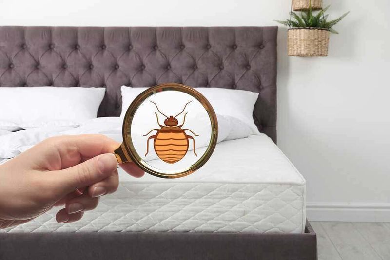 Come evitare le cimici da letto in viaggio 4 Come evitare le cimici da letto in viaggio