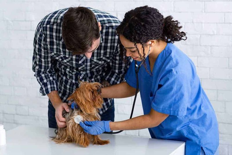 Assicurazione dei cuccioli cosa copre? 4 Perché assicurare la salute dei cuccioli?