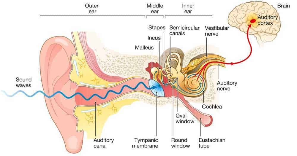 Rumore nelle orecchie, cause e cura acufene