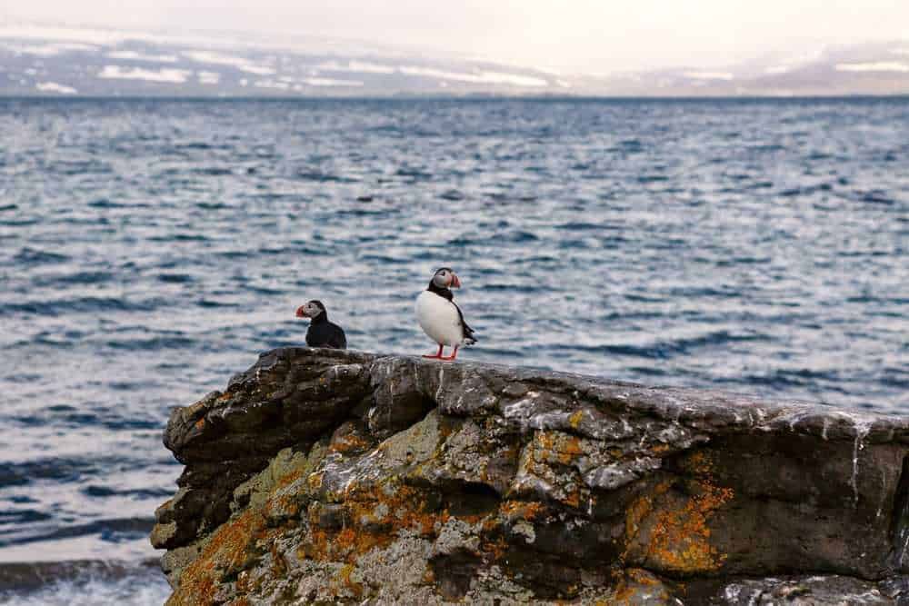Uccelli marini su scoglio vicino all'oceano con vaste acque e cielo nuvoloso sullo sfondo, scena naturale di habitat marino.