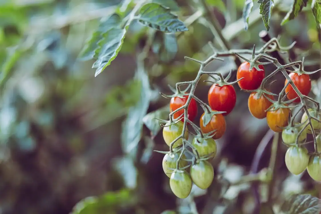 Coltivare pomodori: dalla semina al raccolto