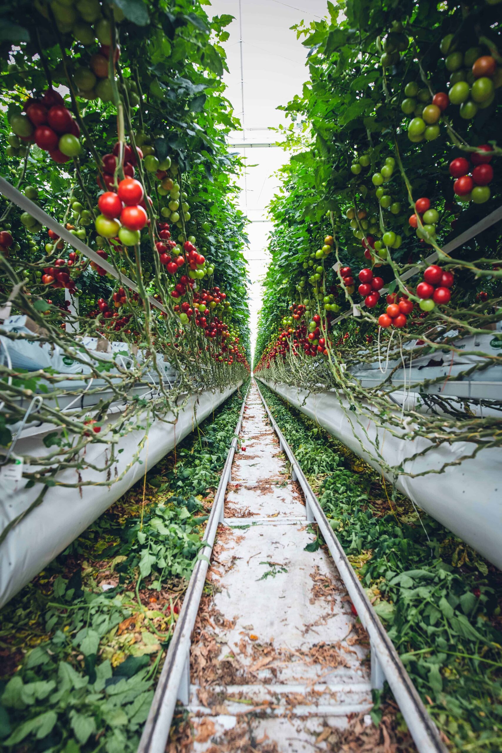 Coltivare pomodori: dalla semina al raccolto