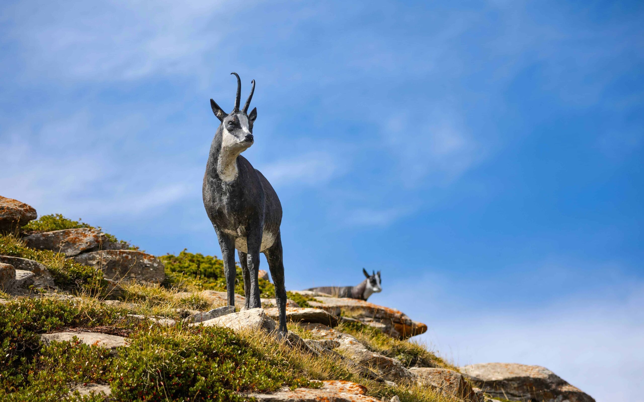 Alt text: Statua di un cervo con corna nerose su un'altura rocciosa sotto un cielo azzurro, con un altro cervo visibile sullo sfondo, immersa in un paesaggio naturale incontaminato.