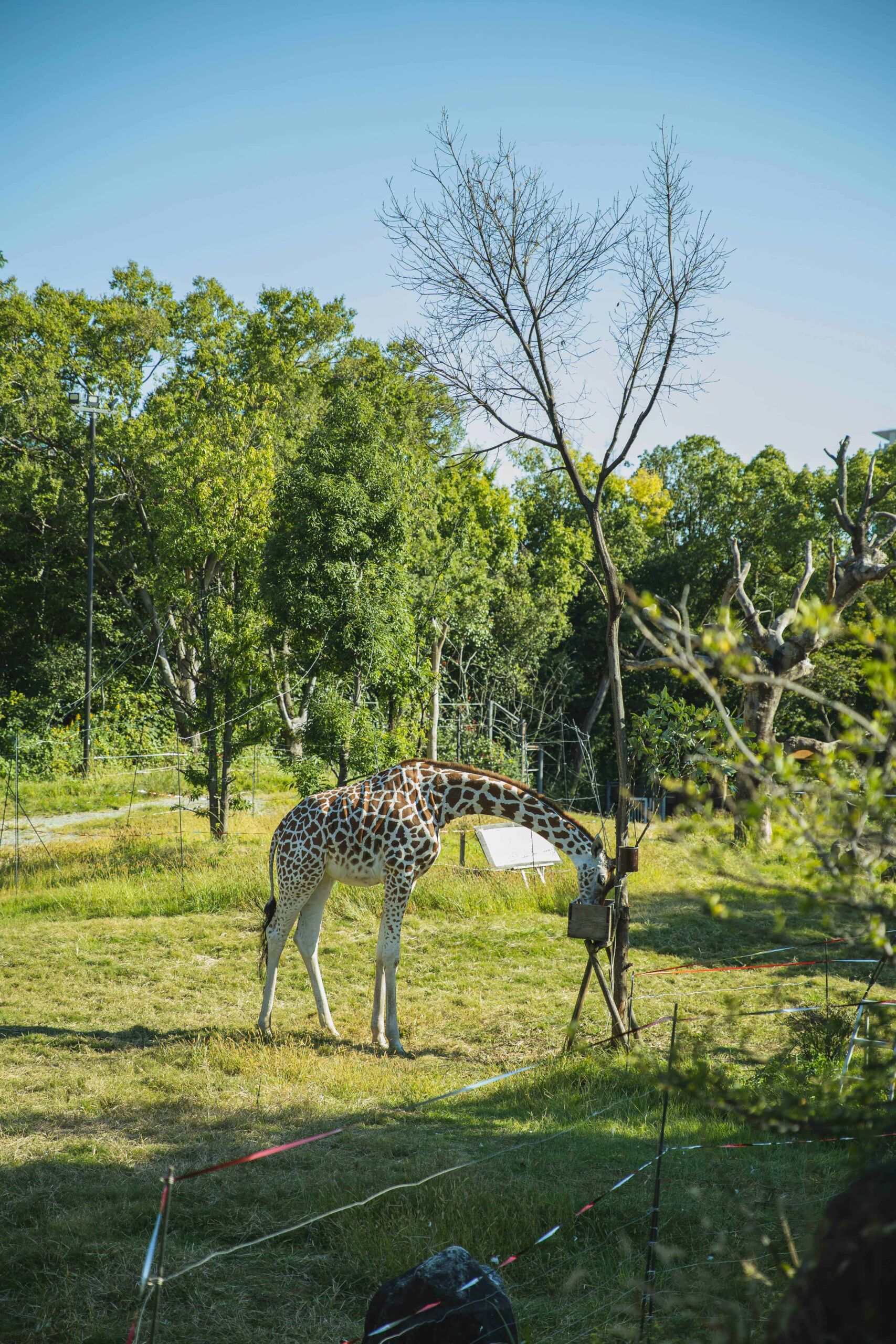 I Migliori Luoghi per un Safari in Africa