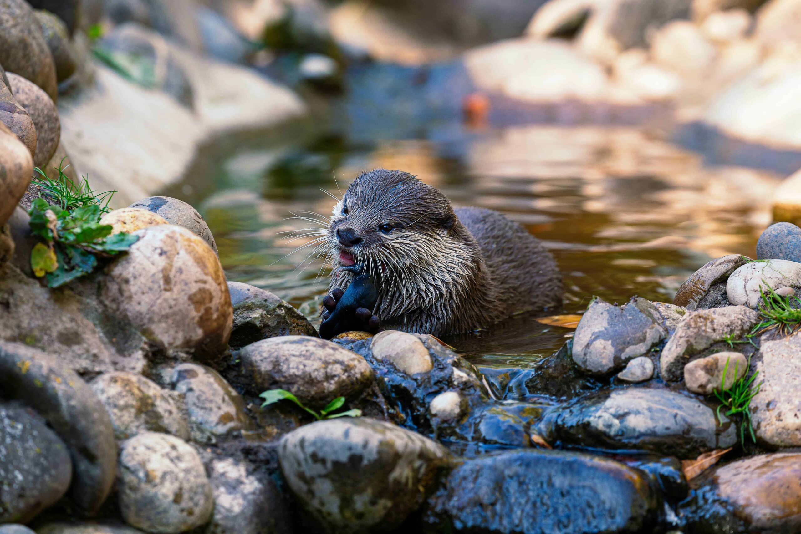Crediti di immagini di un castoro giovane che nuota in un ruscello con sassi e vegetazione, ambiente naturale, fauna selvatica, ecosistema acquatico, natura incontaminata, animali selvatici.