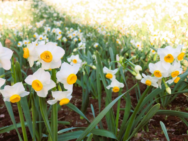Narcisista: Significato, Origine e Caratteristiche chiave 3 Fiori di narciso