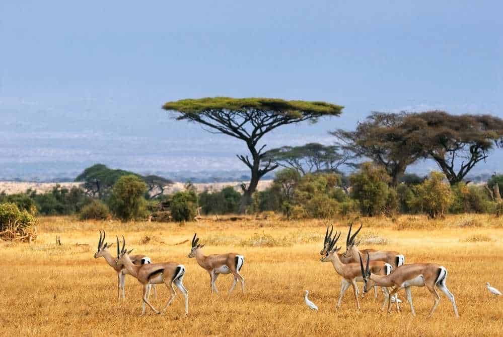 I Migliori Luoghi per un Safari in Africa