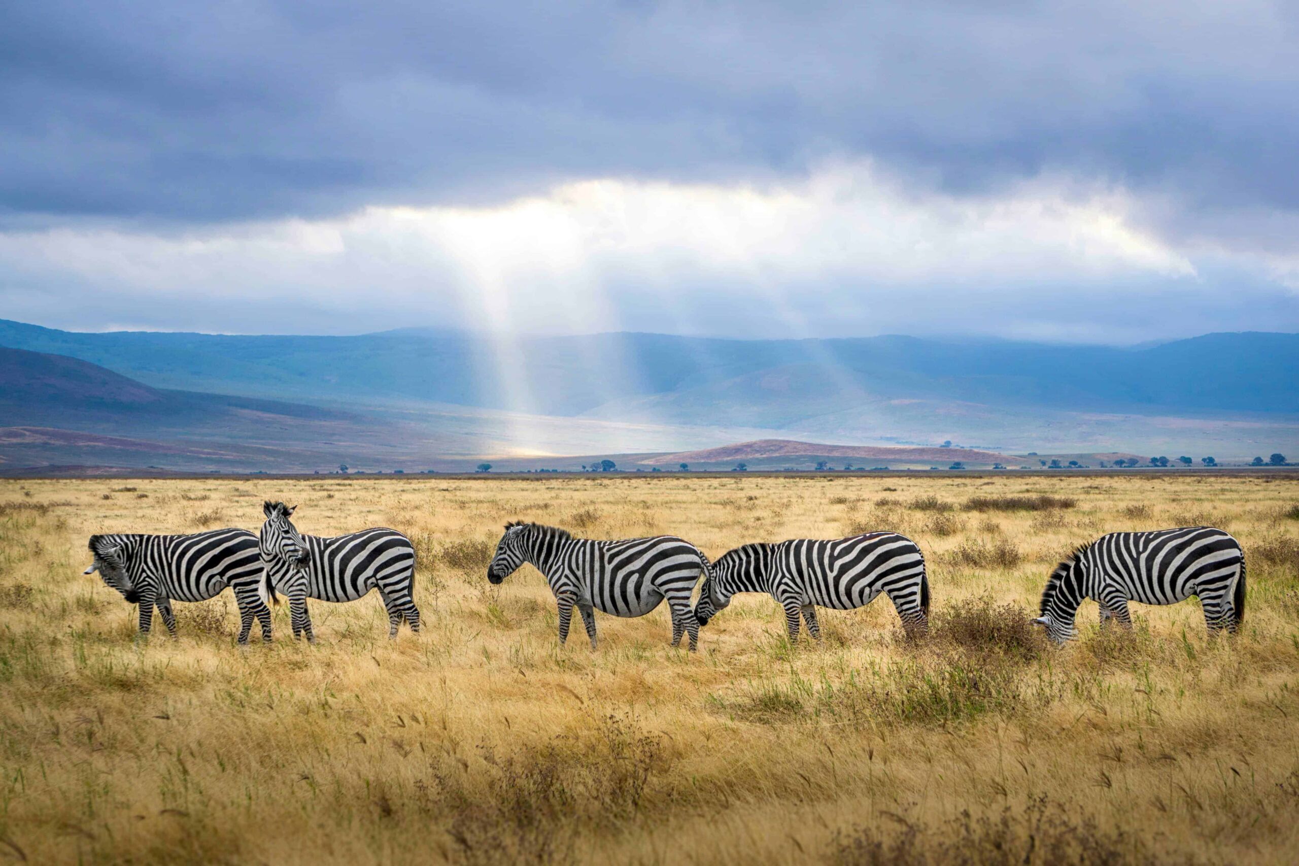 I Migliori Luoghi per un Safari in Africa