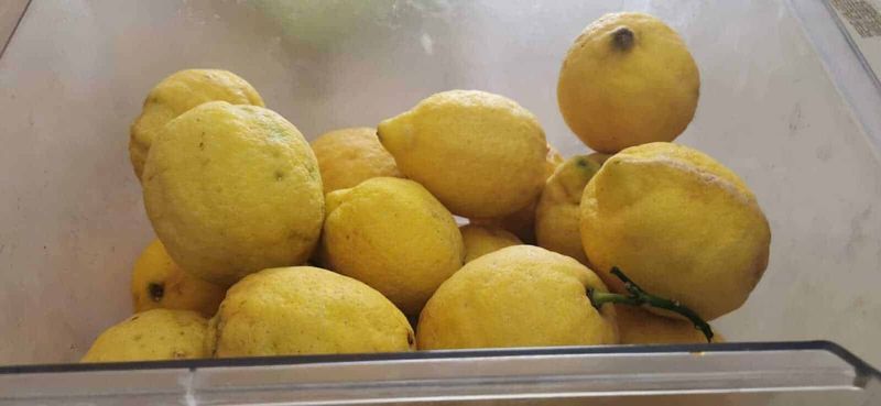 Storia del Limoncello, liquore a base di limoni 4 Limoni gialli freschi raccolti in contenitore, frutta naturale, coltivazione di agrumi, prodotti biologici, decorazione natalizia o cucina mediterranea.