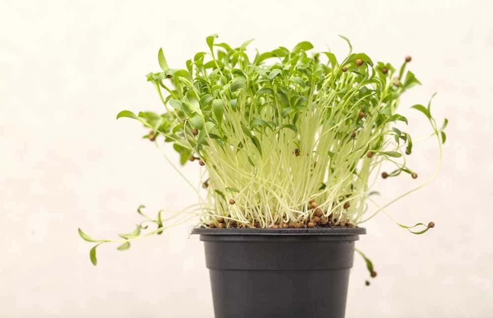 10 Fiori commestibili in vaso e giardino