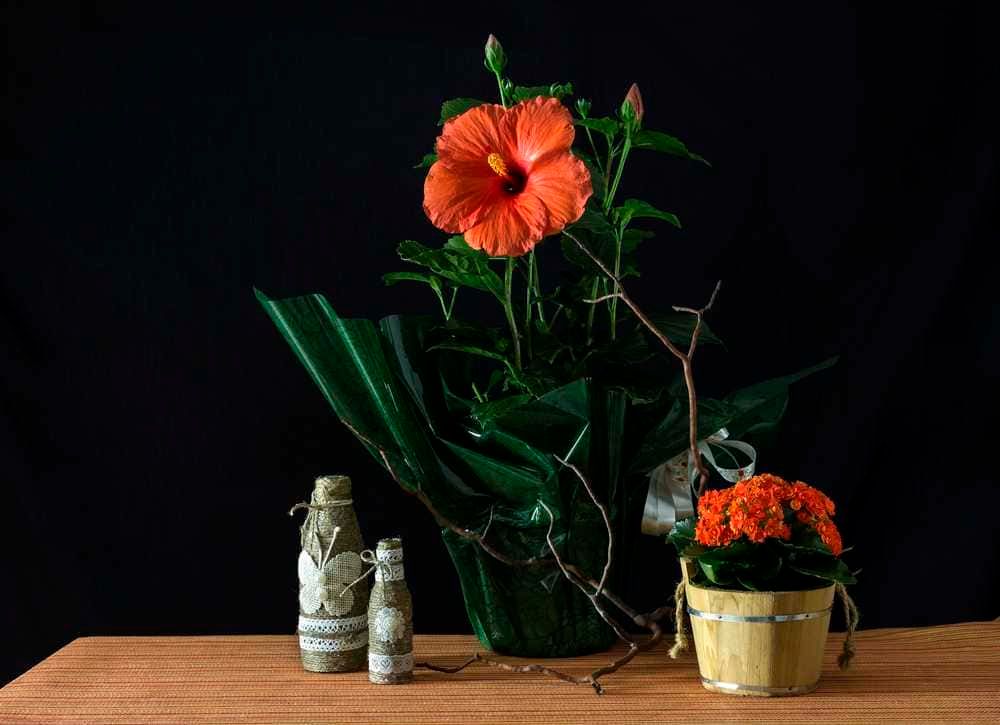 Fiori commestibili da coltivare in vaso: Fiori di ibisco arancioni in vaso con foglie verdi e dettagli decorative, su tavolo di legno contro sfondo nero; composizione floreale elegante e colorata per decorazioni di casa o occasioni speciali.