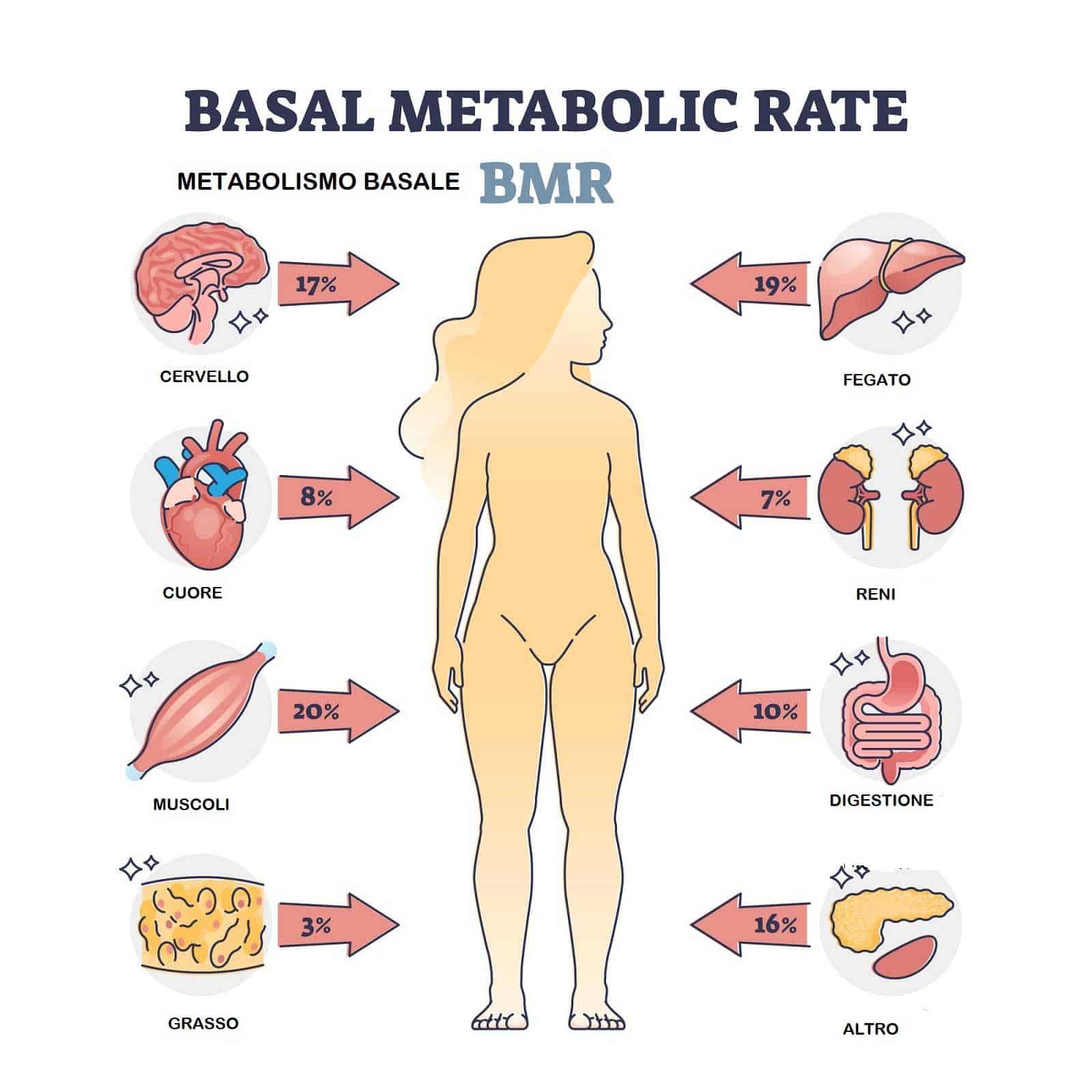 Metabolismo basale, metodi efficaci per aumentare il BMR