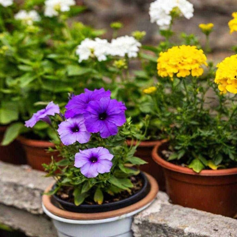 10 Fiori commestibili in vaso e giardino 11 10 Fiori commestibili in vaso e giardino