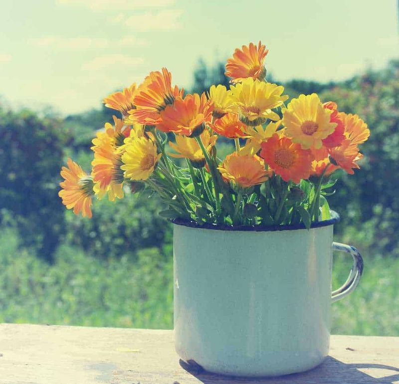 10 Fiori commestibili in vaso e giardino 3 10 Fiori commestibili in vaso e giardino