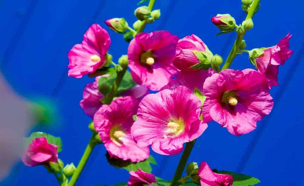 Fiori di malva rosa su sfondo blu, bellezza naturale e decorativa, perfetta per il giardinaggio e la botanica.
