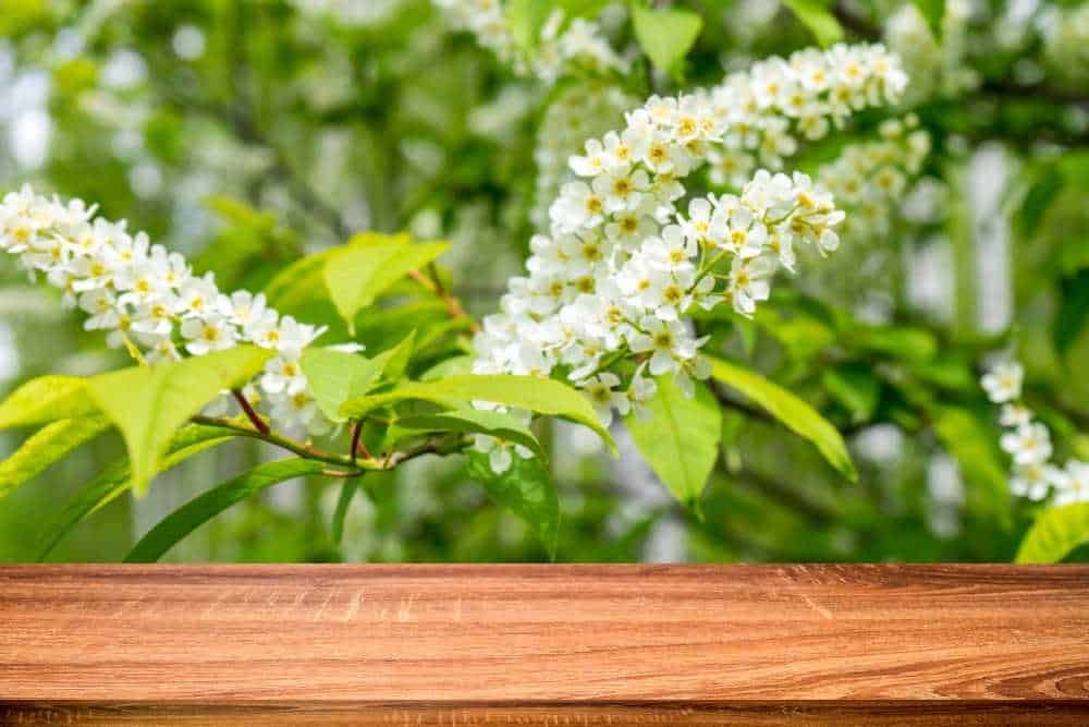 Fiori di viburnum bianco con foglie verdi su ramo, natura primaverile, sfondo sfocato.