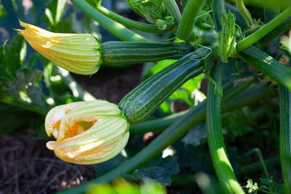 Zucchine con fioritura, pianta in crescita nel giardino, orto organico con fiori di zucchina, produzione di ortaggi freschi, verdure sostenibili, agricoltura biologica, raccolta di zucchine e fiori di zucchina.