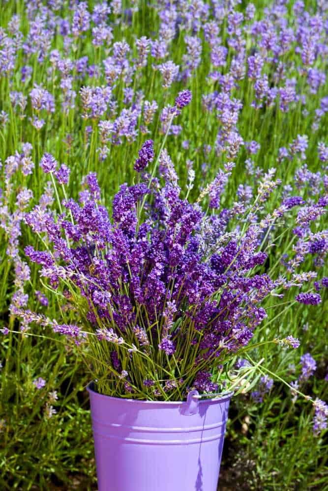 Lavanda violette in un secchio di metallo in un campo di lavanda selvaggia | Fiori di lavanda viola in vaso con sfondo di campagna verde.