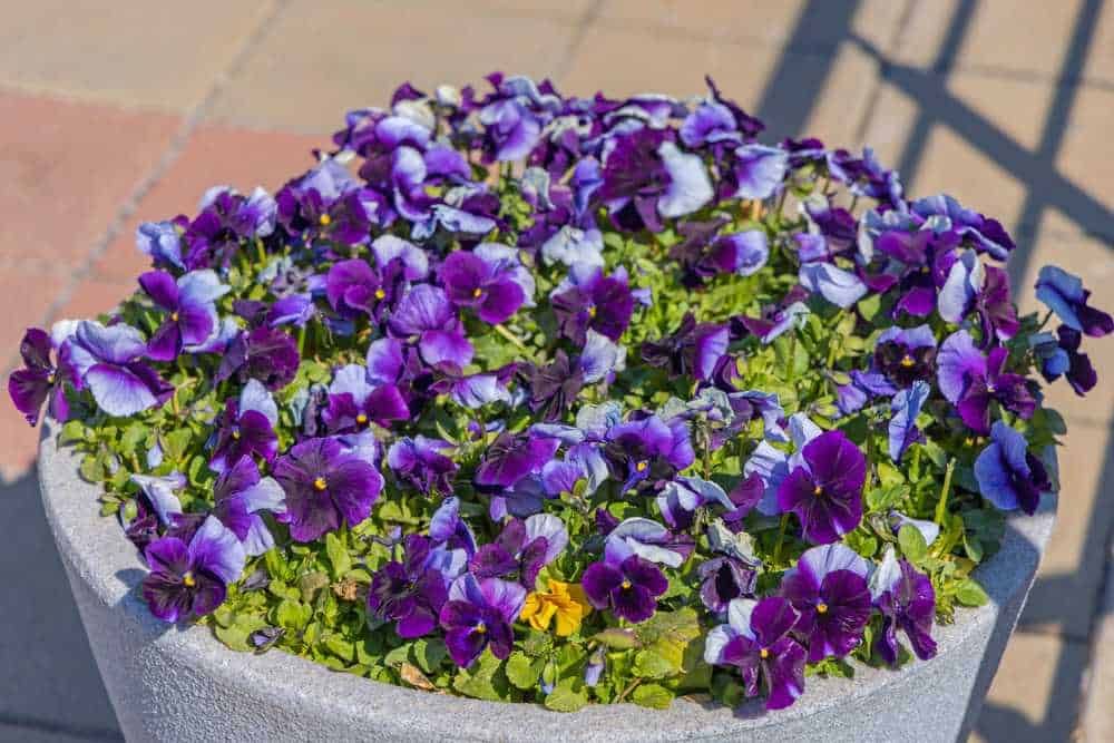 Viole viola in vaso, fiori colorati e vivaci, decorano spazie esterne con un tocco di natura robusta e ornamentale. Perfetti per giardini, balconi e aree verdi urbane. Fiori di alta qualità per un tocco di eleganza naturale.