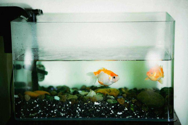 Design acquario piccolo, 7 stili e idee 3 Pesci pesci rossi in acquario con ciottoli colorati e acqua cristallina, ideale per decorazioni di interni e acquari domestici, perfetto per appassionati di acquariologia.