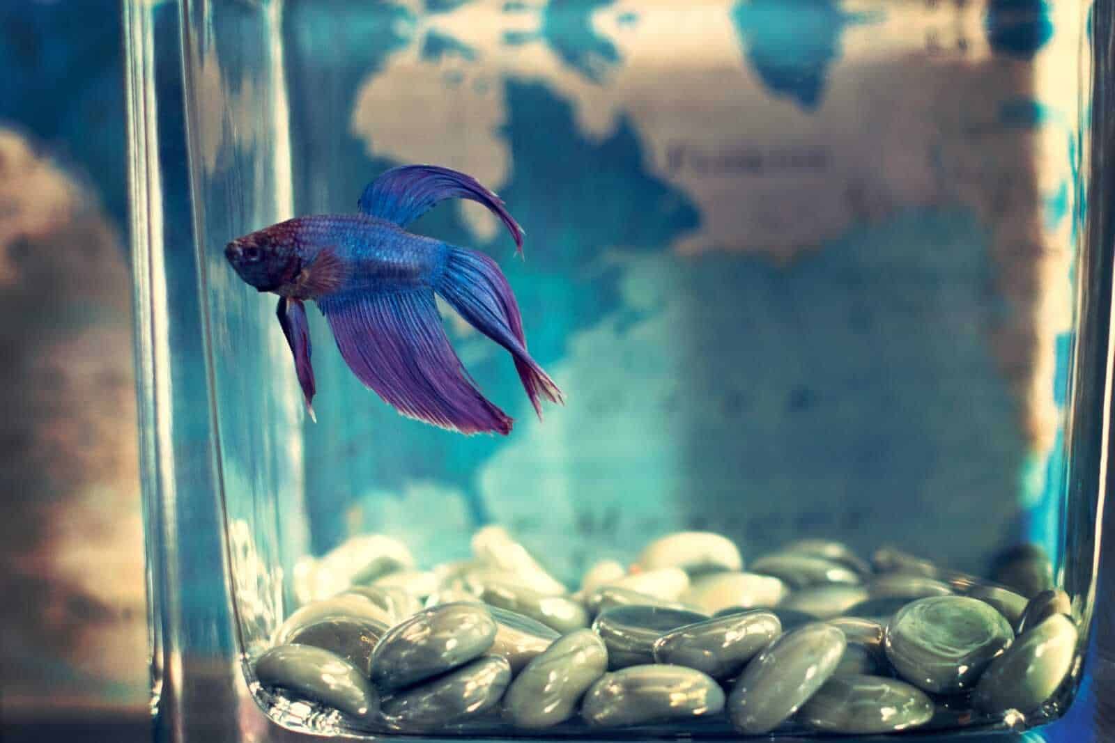 File name: betta-fish-vaso-acquario-pop-perlato.jpg.