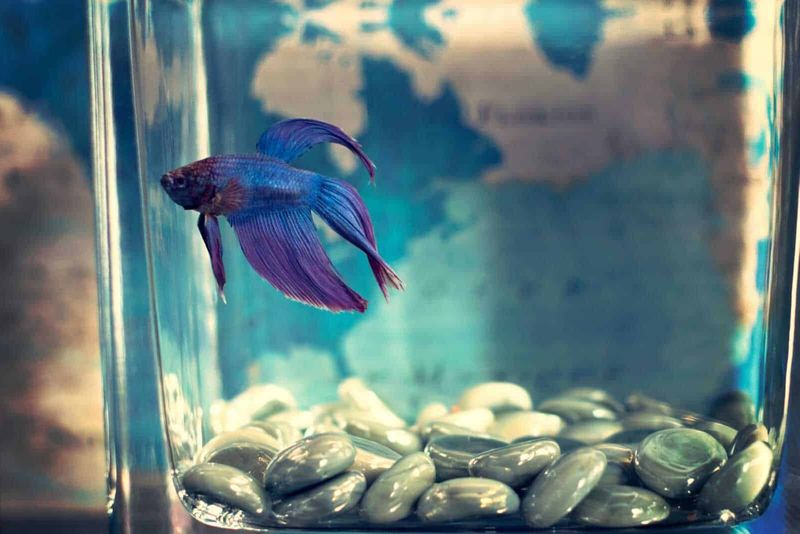 Design acquario piccolo, 7 stili e idee 2 File name: betta-fish-vaso-acquario-pop-perlato.jpg.