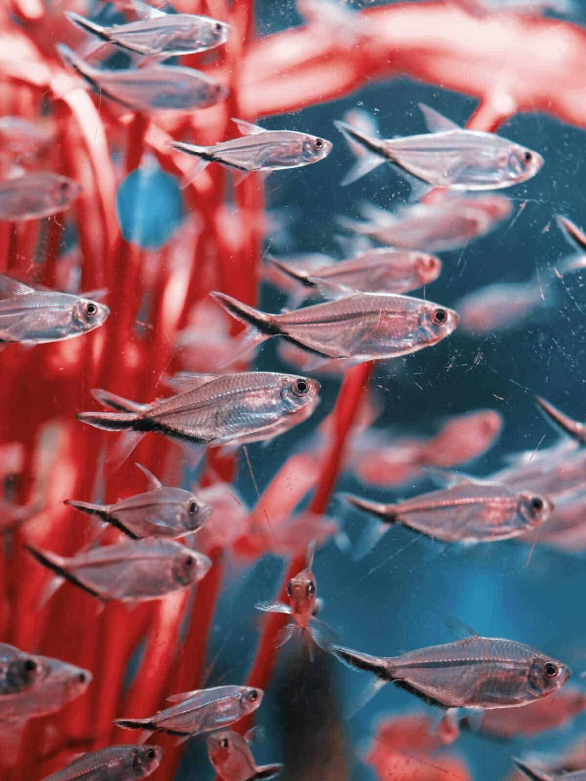 Design acquario piccolo, 7 stili e idee