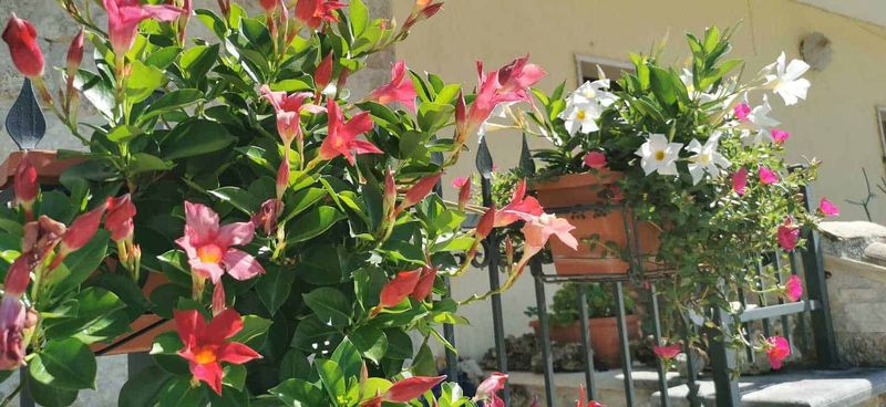 Quando regalare i gigli, 7 eventi 2 Quando regalare i gigli, 7 eventi