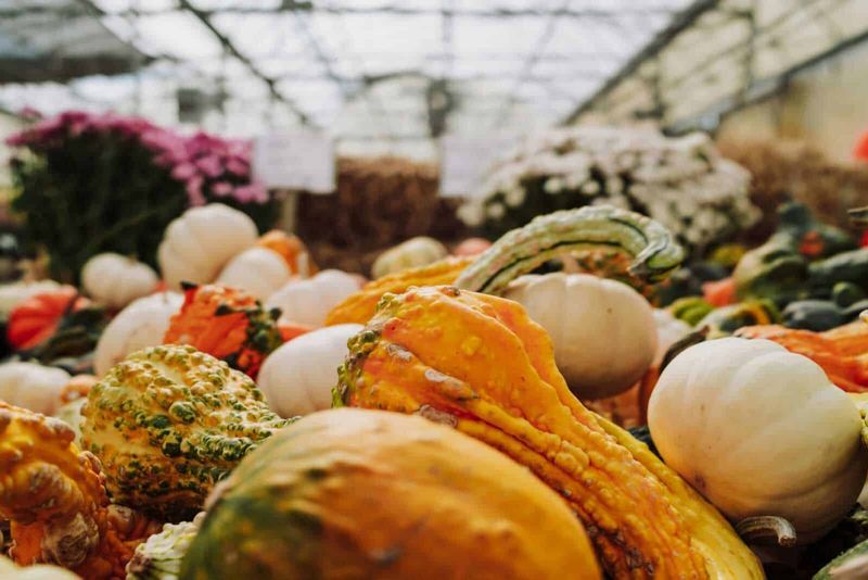 Verdure non amidacee: lista completa, tipi e 12 benefici 2 Verdure non amidacee: lista completa, tipi e 12 benefici. Pane di zucca e cicoria fresca nel mercato agricolo di serre di vetro.