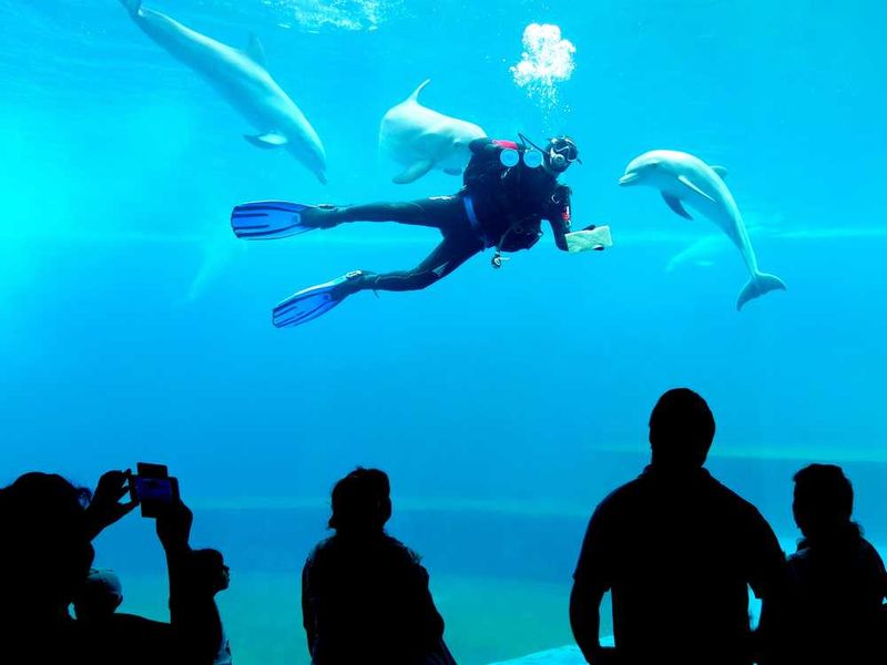 Acquario di Genova Biosfera: cosa vedere nel 2026 7 Biosfera Genova animali tropicali 2026. Subacqueo con delfini in grande acquario, foto di un visitatore che ammira la fauna marina in un ambiente di grande attrazione acquatica.