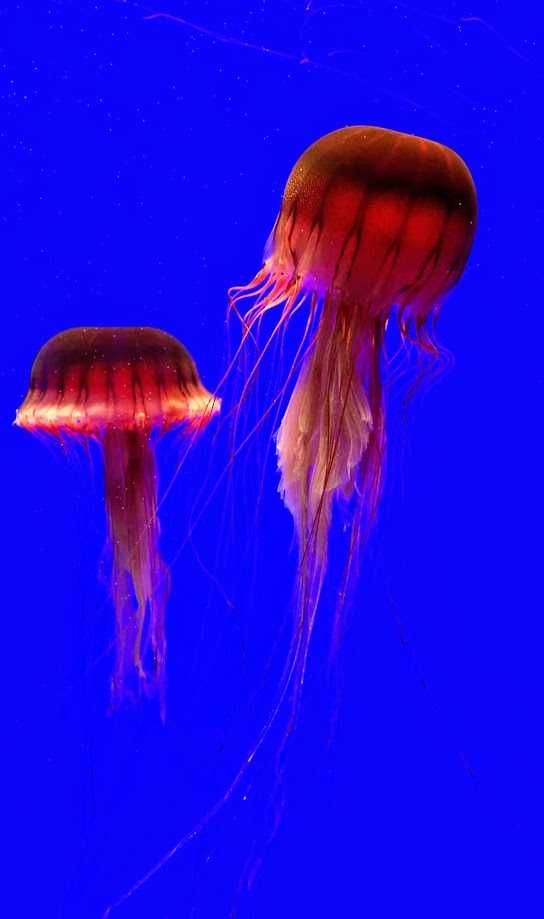 Acquario di Genova Biosfera: cosa vedere nel 2026 6 Biosfera Genova animali tropicali 2026. Acquario di Genova biosfera al Porto Antico