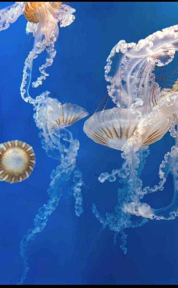 Acquario di Genova Biosfera: cosa vedere nel 2026 5 Biosfera Genova animali tropicali 2026. Acquario di Genova biosfera al Porto Antico
