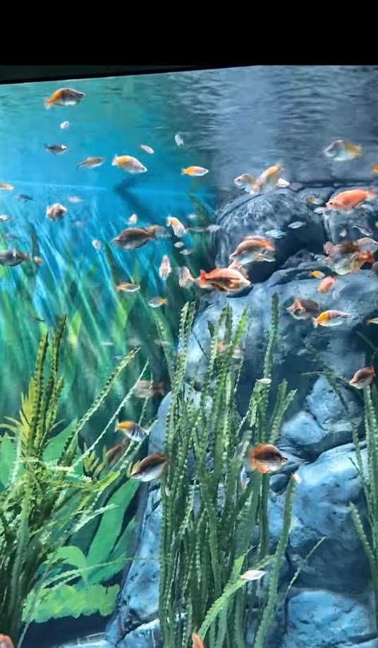 Acquario di Genova Biosfera: cosa vedere nel 2026 4 Biosfera Genova animali tropicali 2026. Acquario di Genova biosfera al Porto Antico