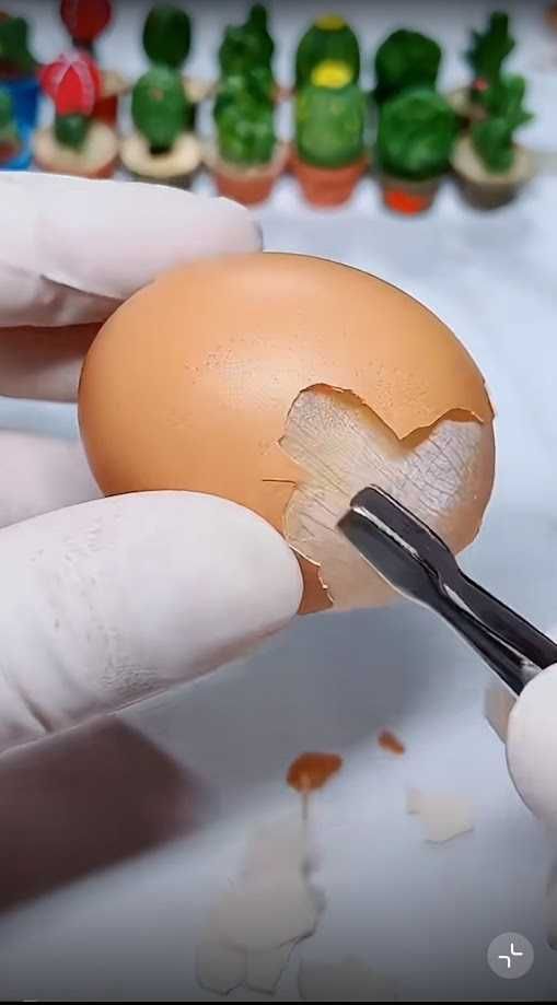 10 usi alternativi gusci di uova 5 10 usi alternativi gusci di uova