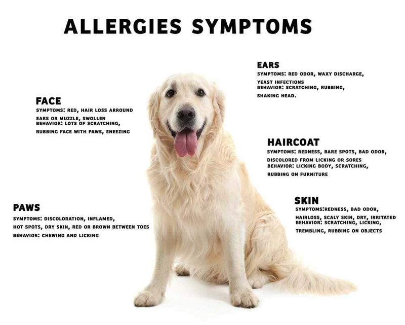 Allergie negli animali domestici, 5 alimenti dannosi 3 Ottimo esempio di sintomi allergici nei cani, con dettagli chiari e utili sui principali segnali di allergia come prurito, arrossamenti, eccesso di licking. Un’immagine educativa importante per proprietari di animali e veterinari.