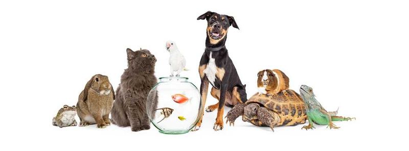 Allergie negli animali domestici, 5 alimenti dannosi 4 Allergie negli animali domestici, 5 alimenti dannosi